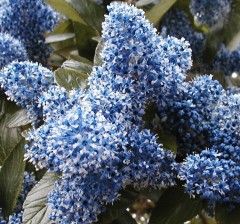 Ceanothus 'Autumnal Blue'